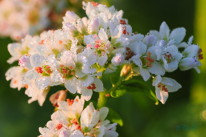 お写ん歩: OM SYSTEM OM-1 Mark IIアーカイブ